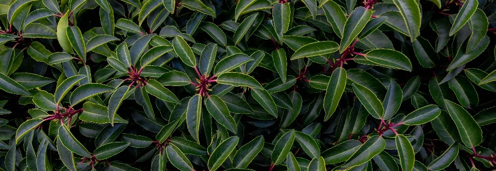 Dunkelgrüne Lorbeerblätter